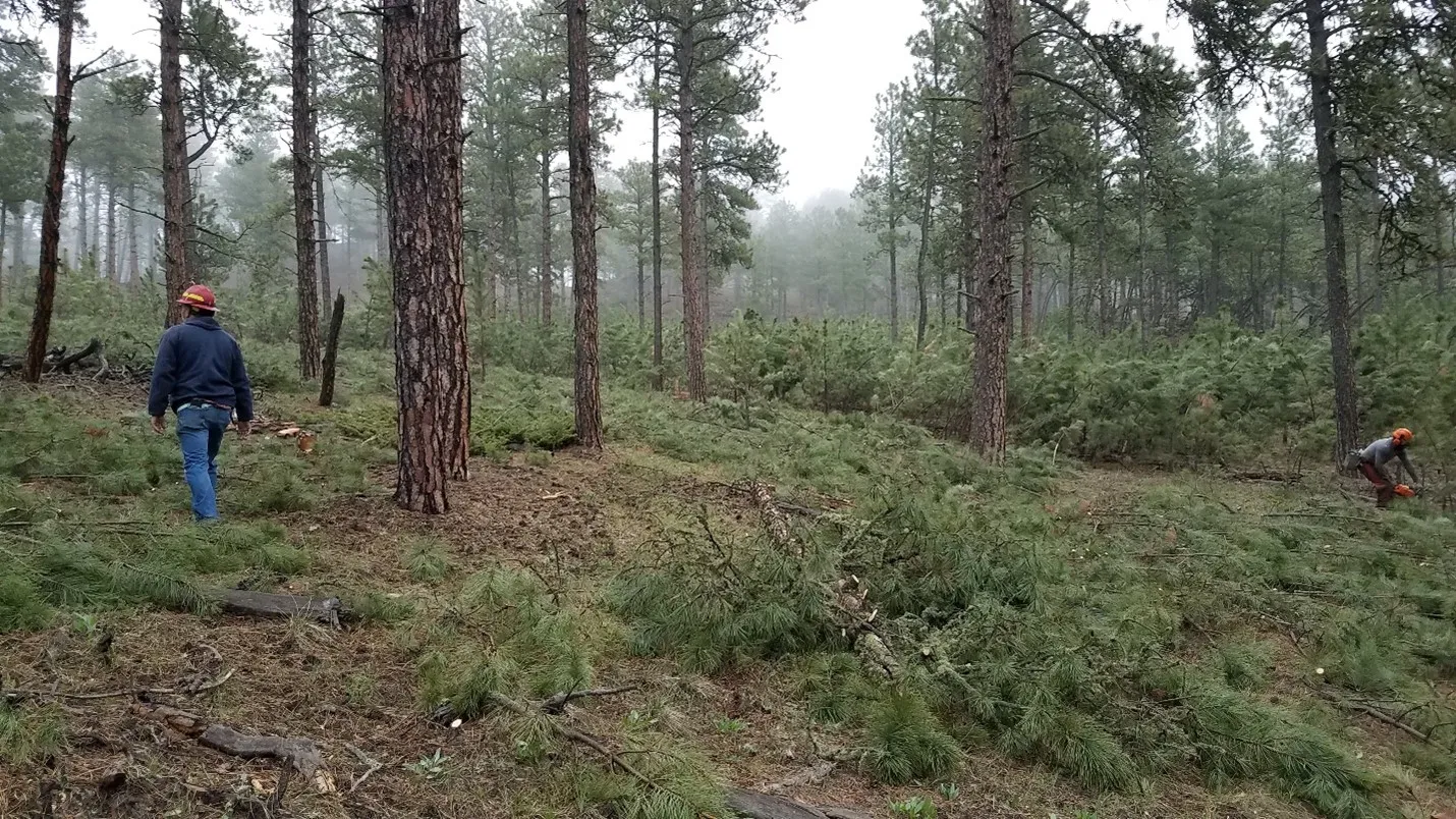 Underbrush and yaupon cleared beneath mature trees on a Montgomery County property